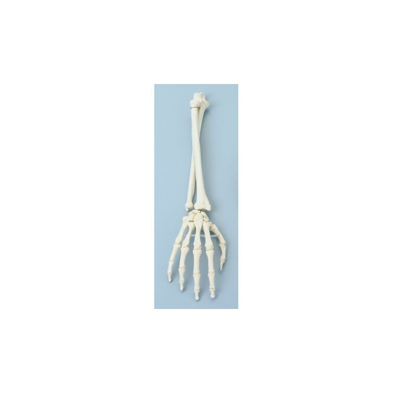 Erler Zimmer, modello anatomico funzionale di articolazione della mano e del braccio inferiore 6008