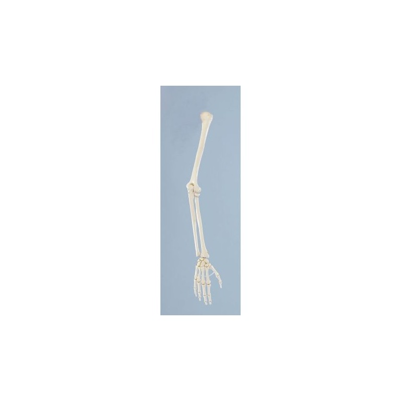 Erler Zimmer modello anatomico di scheletro del braccio 6012